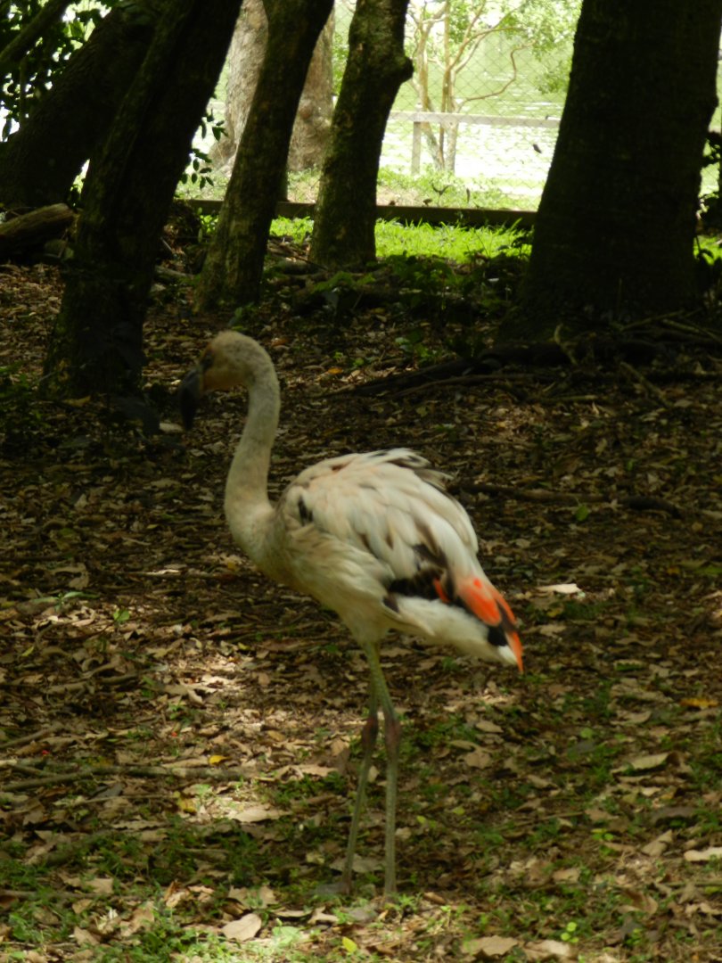 Chilean flamingo juvenille - Zoo Sapucaia