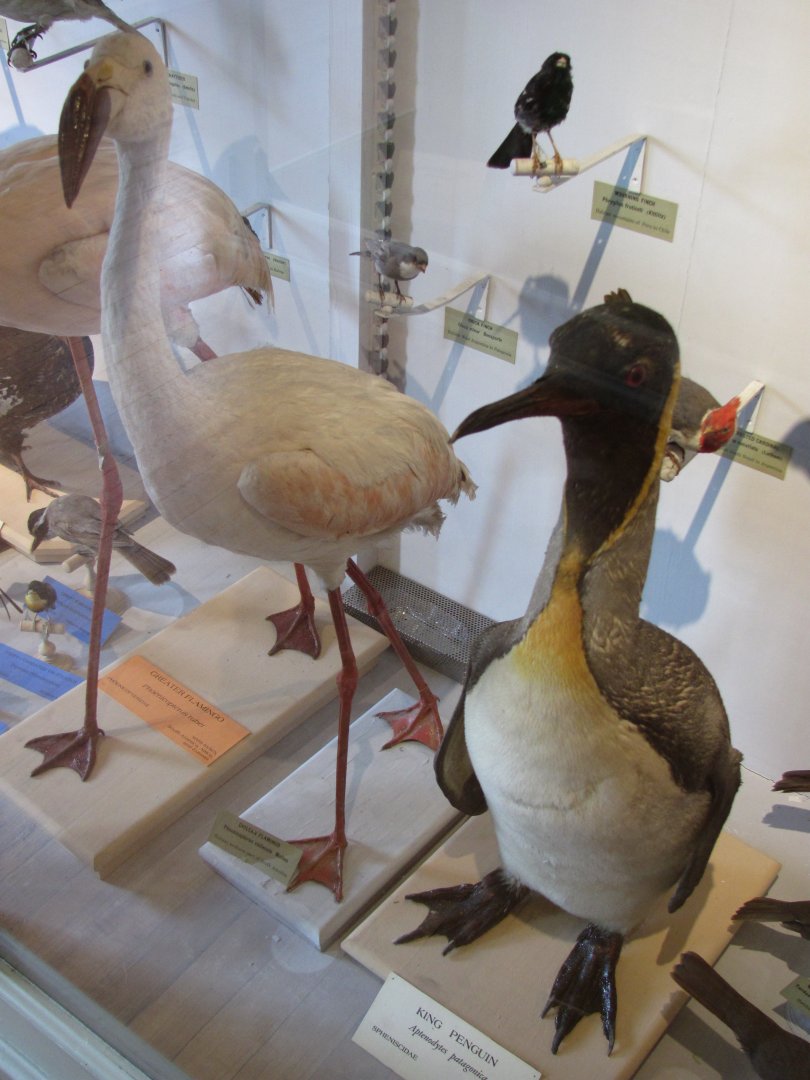 Chilean Flamingo & King Penguin