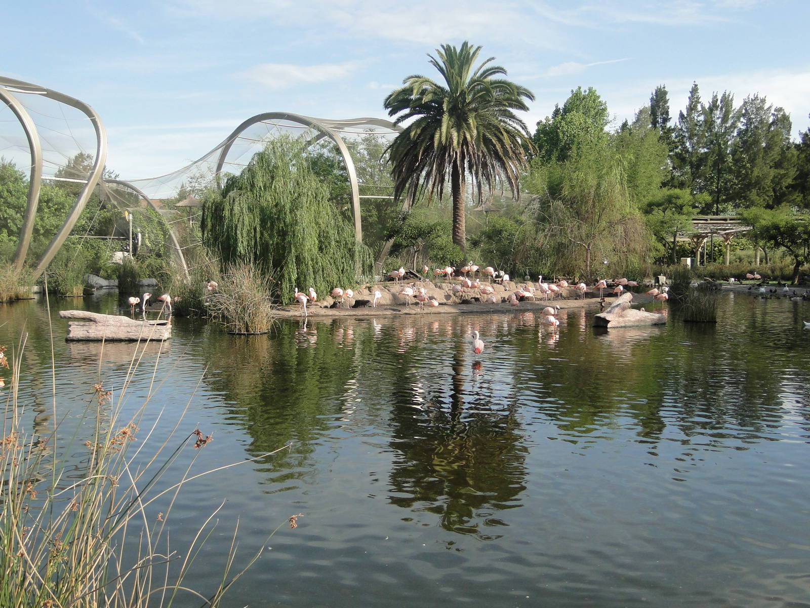 Chilean Flamingo lagoon