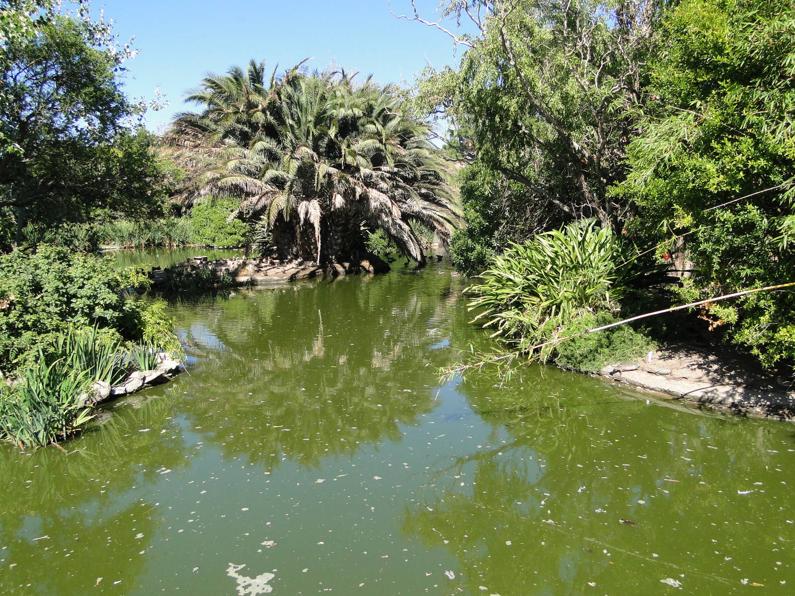 Chilean Flamingo lagoon