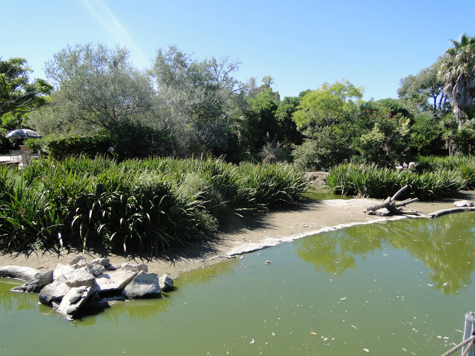 Chilean Flamingo lagoon