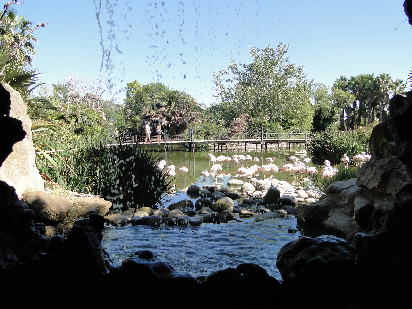Chilean Flamingo lagoon