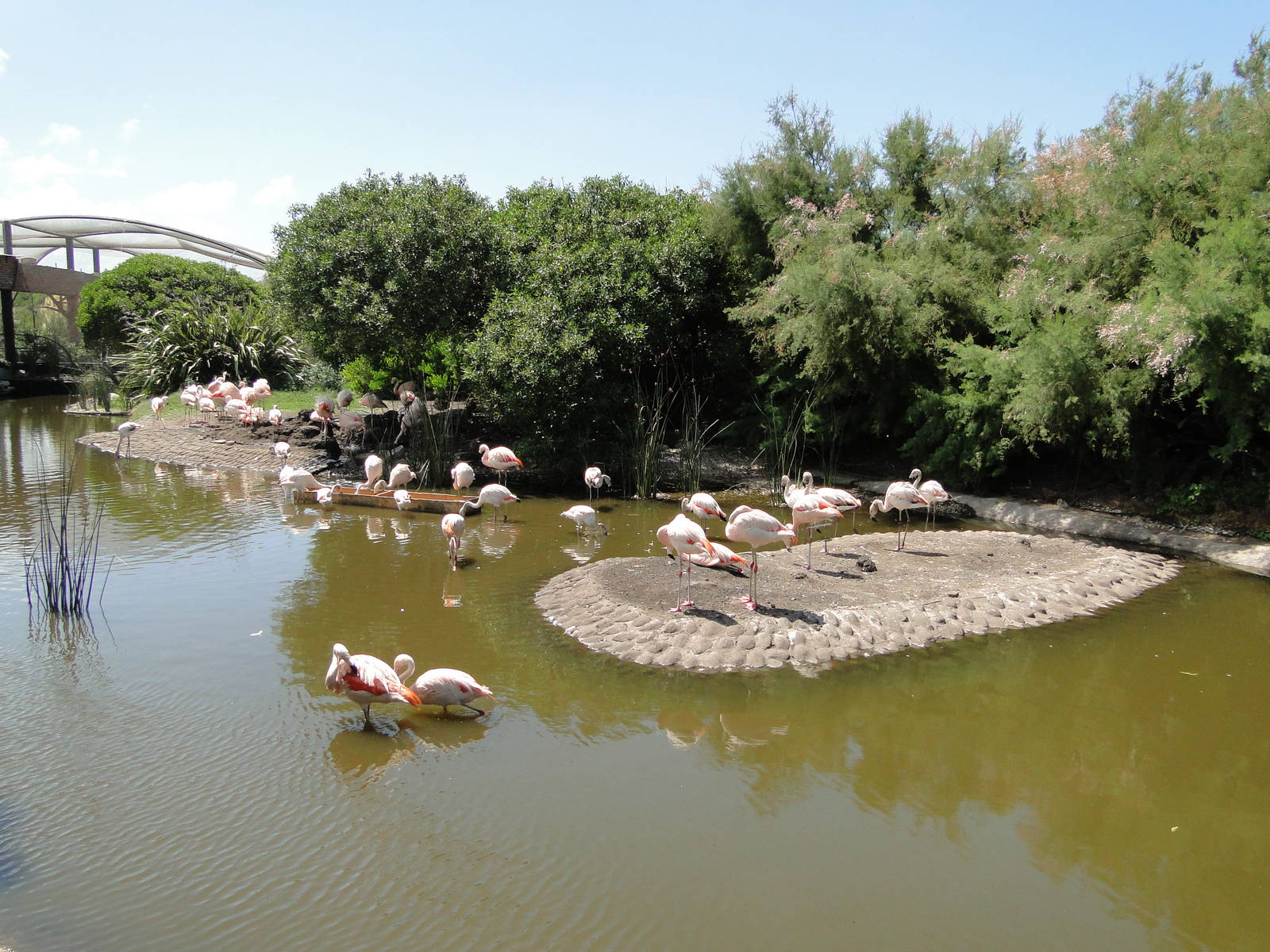 Chilean Flamingo lagoon