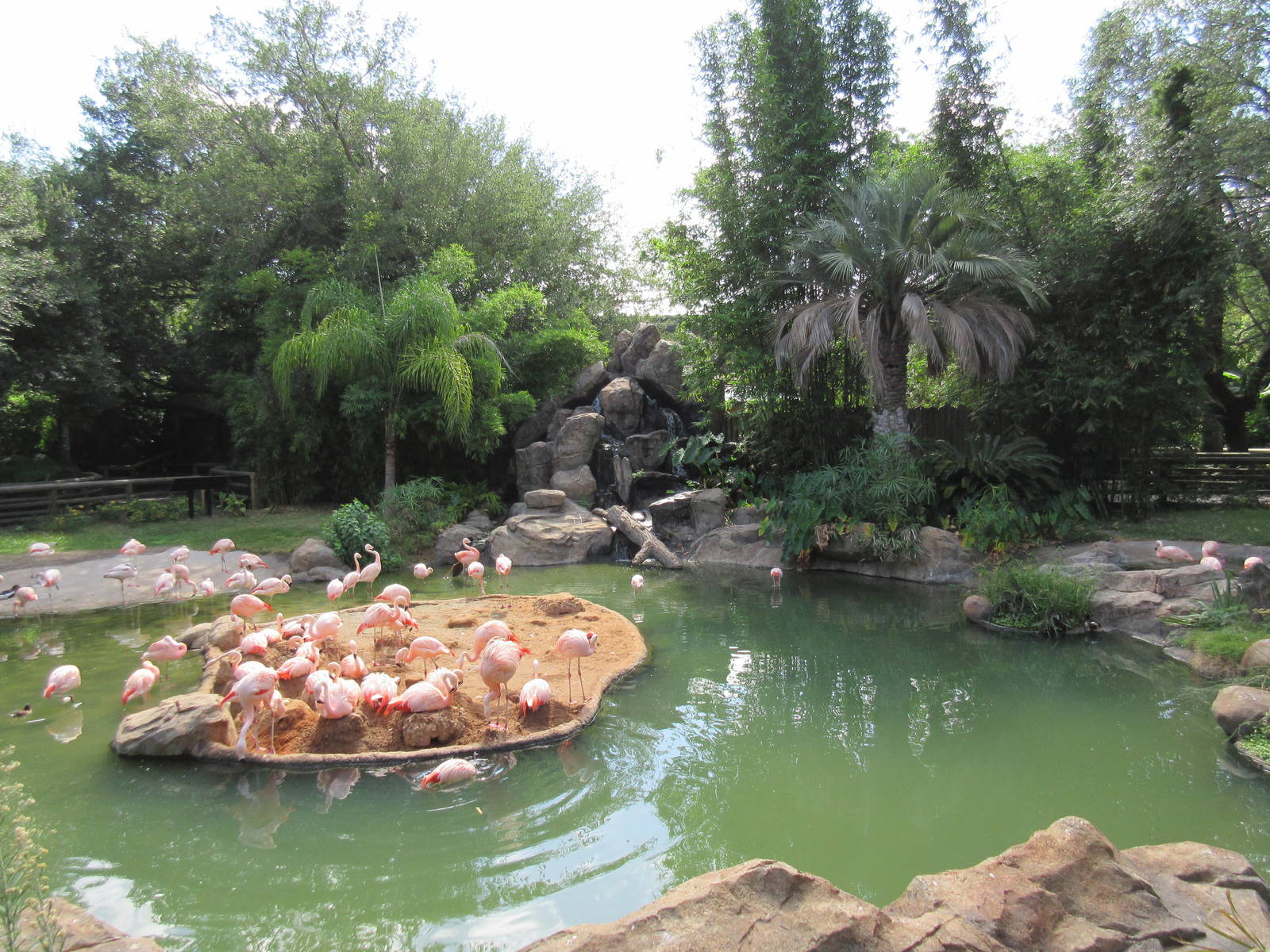 Chilean Flamingo Lagoon