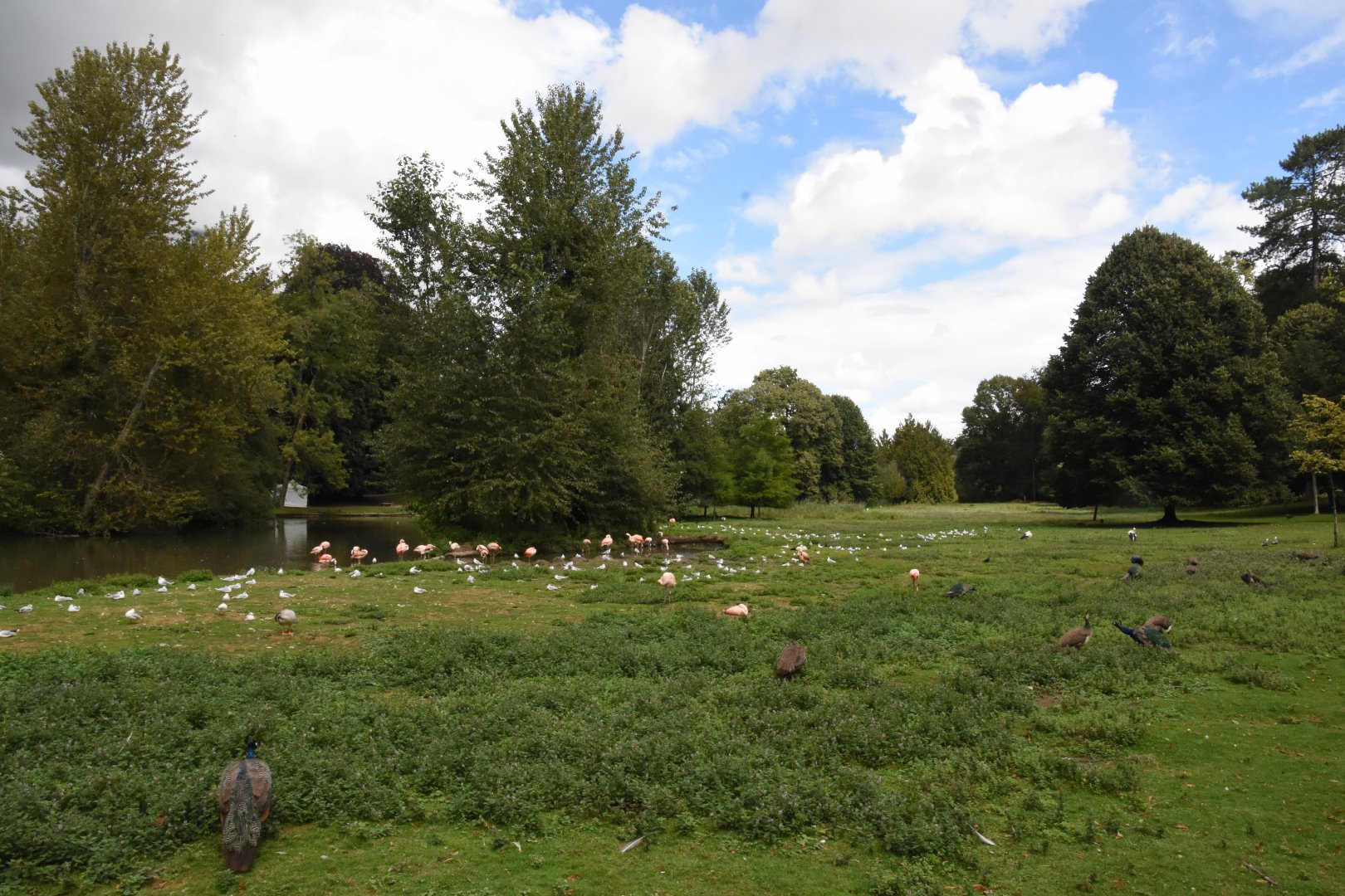 Chilean Flamingo lake and other free-ranging birds