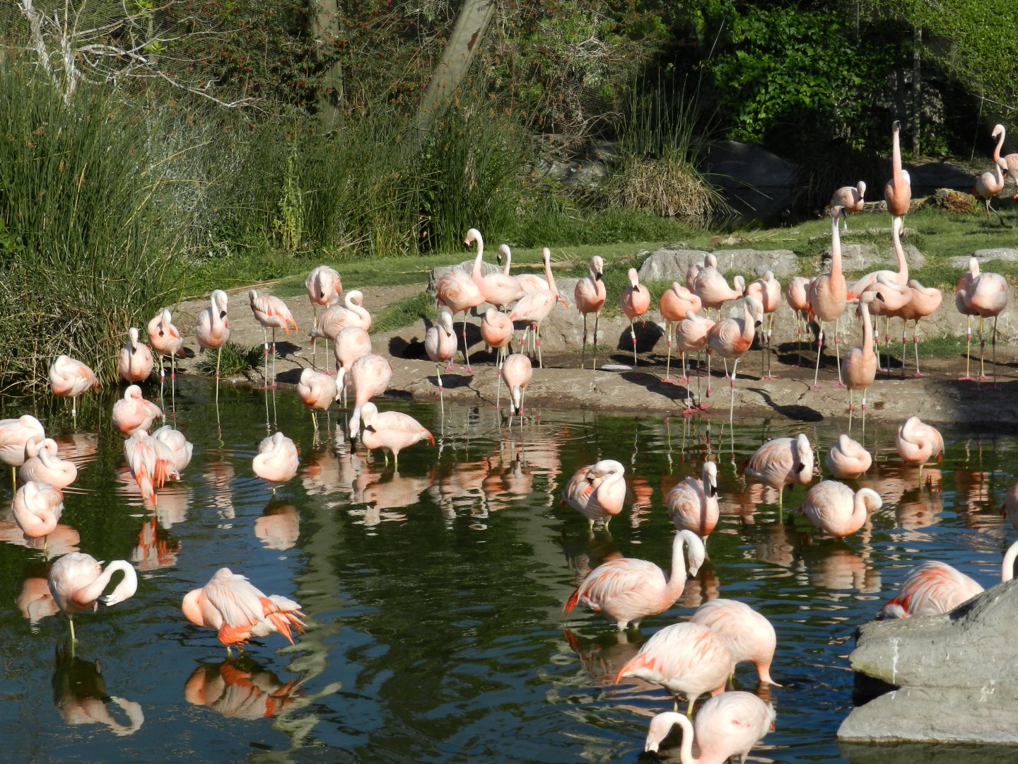 Chilean flamingo, Lugar de las aves - Temaiken