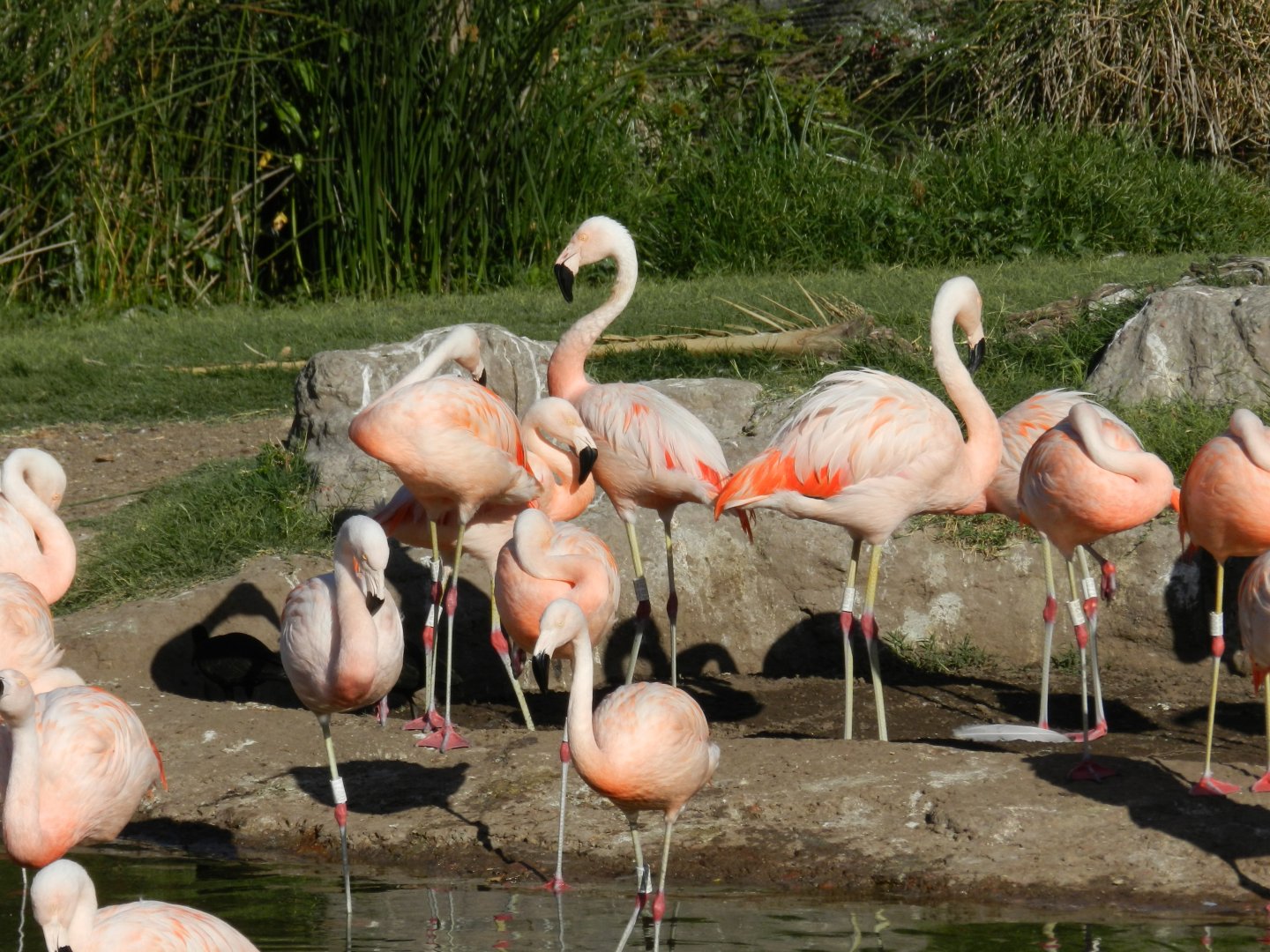 Chilean flamingo, Lugar de las aves - Temaiken