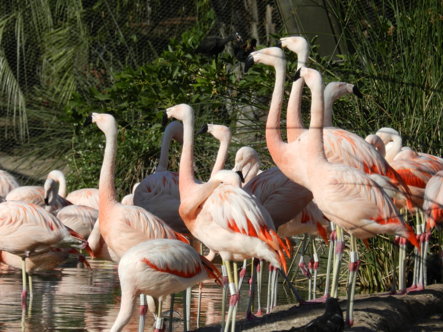Chilean flamingo, Lugar de las aves - Temaiken
