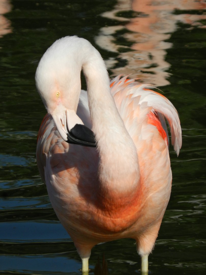 Chilean flamingo, Lugar de las aves - Temaiken