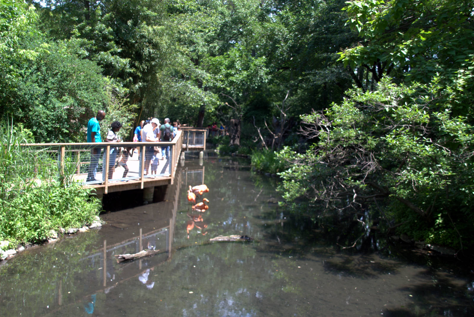 Chilean flamingo/Monkey Island enclosure