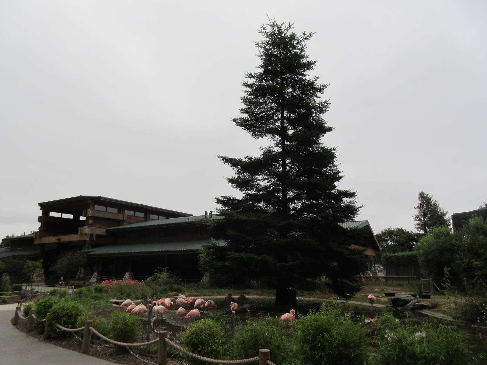 Chilean Flamingo/Orinoco Goose Exhibit - with a conifer!