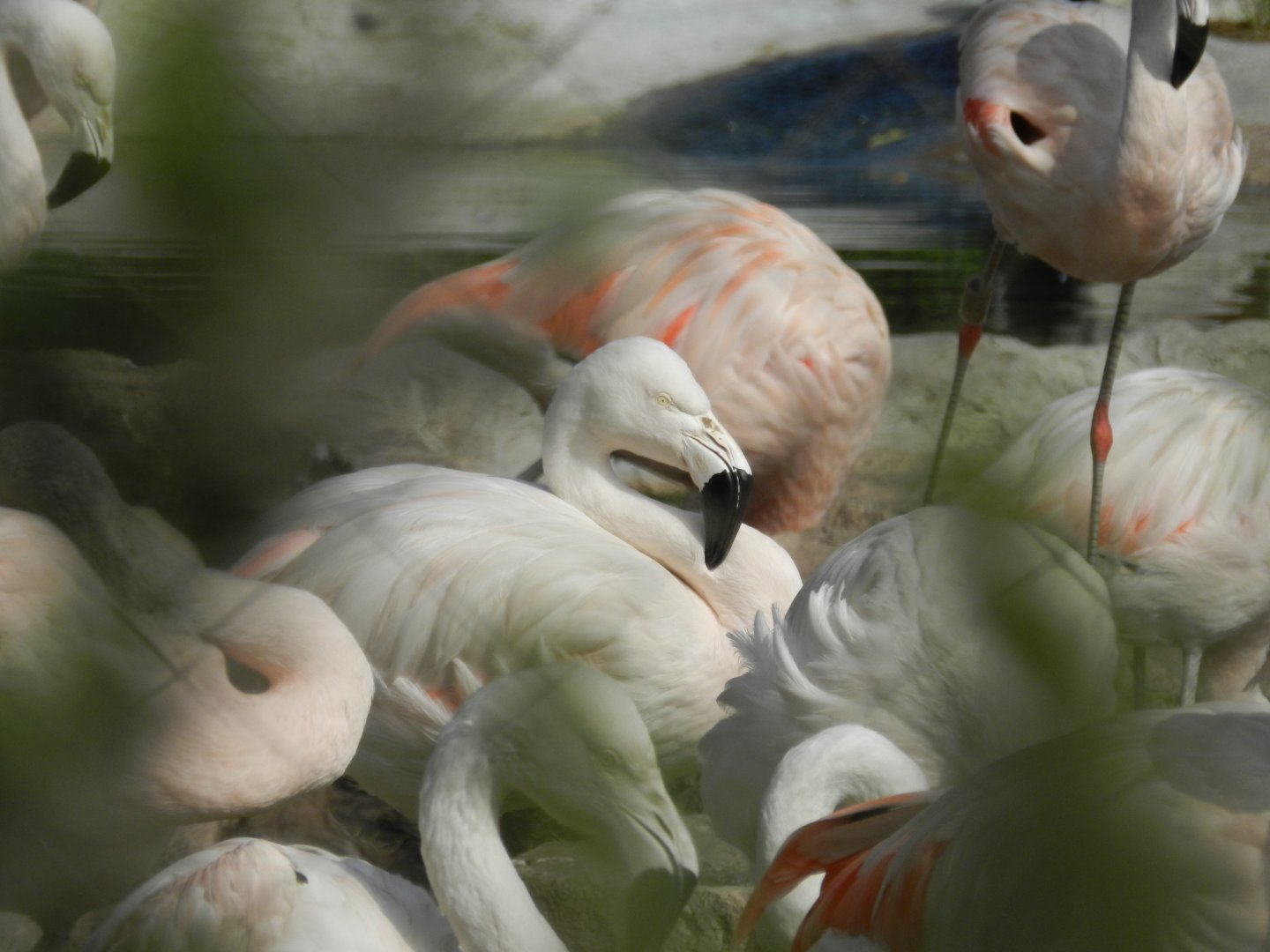 Chilean flamingo - Parque Zoológico Huachipa