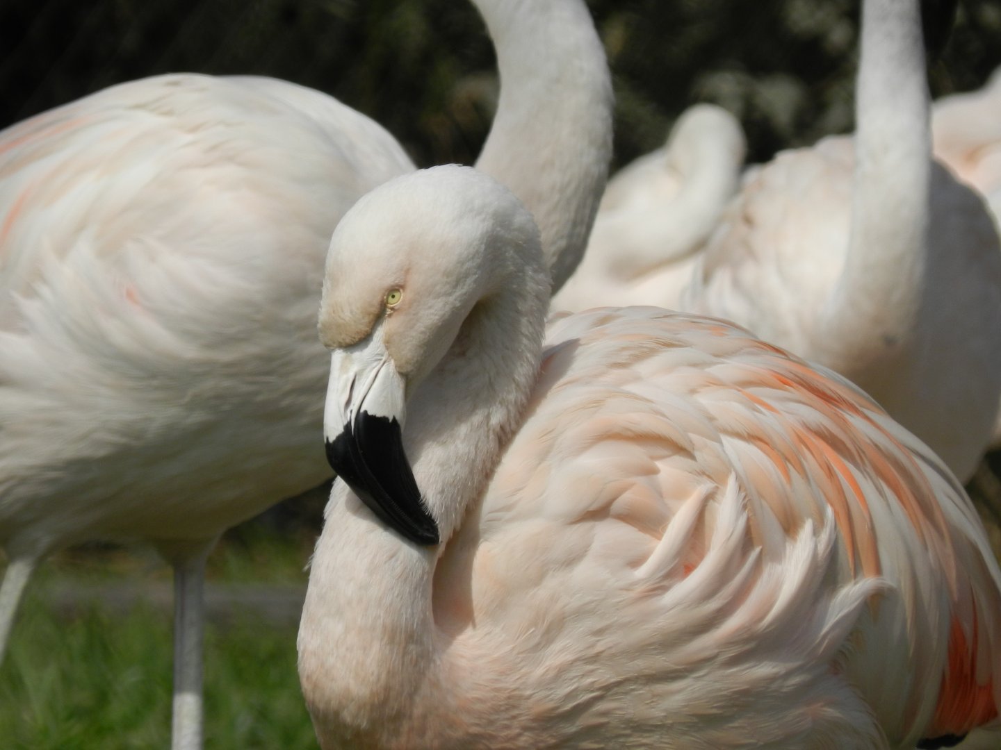Chilean flamingo - Parque Zoológico Huachipa