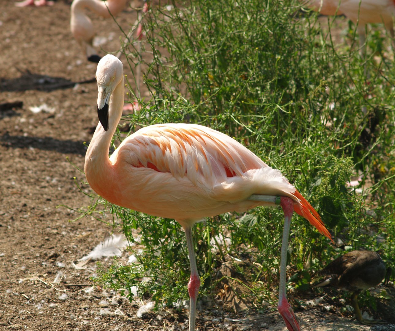Chilean flamingo (Phoenicopterus chilensis), 2006-07-08