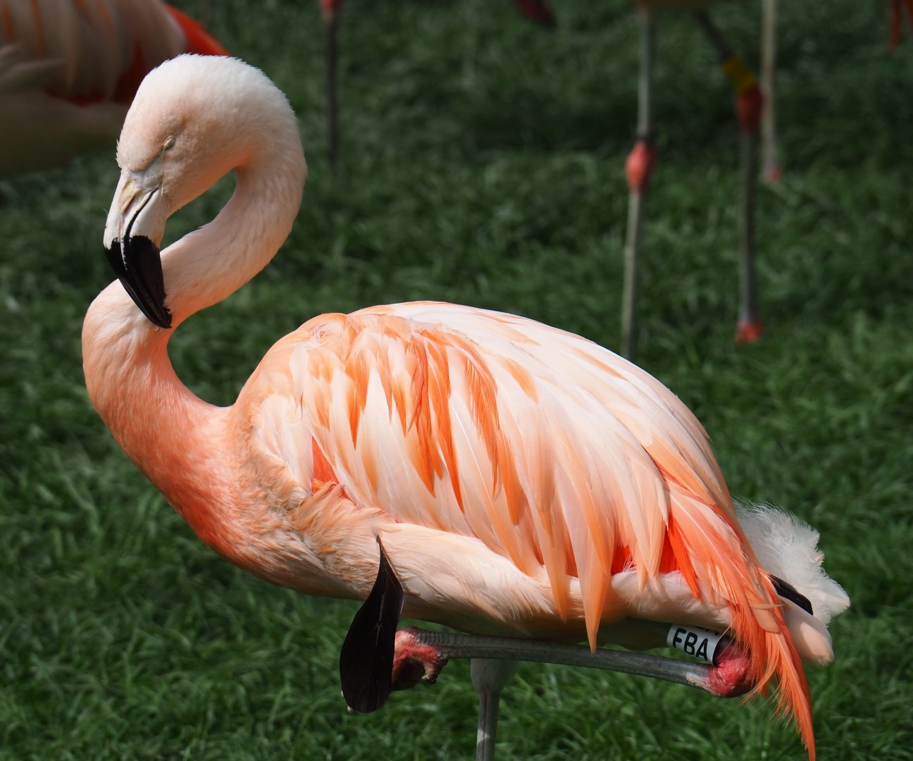 Chilean flamingo (Phoenicopterus chilensis), 2019-05-31