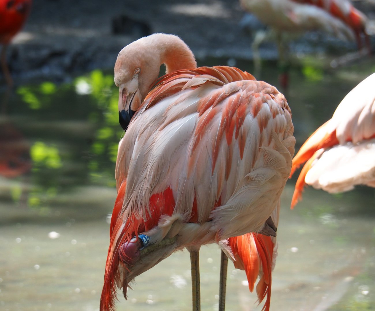 Chilean flamingo (Phoenicopterus chilensis), 2019-08-04