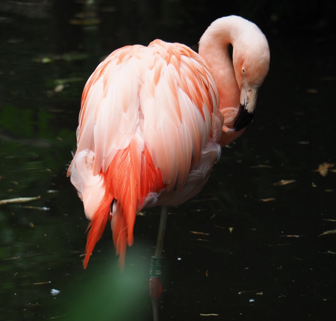 Chilean flamingo (Phoenicopterus chilensis), 2019-08-11