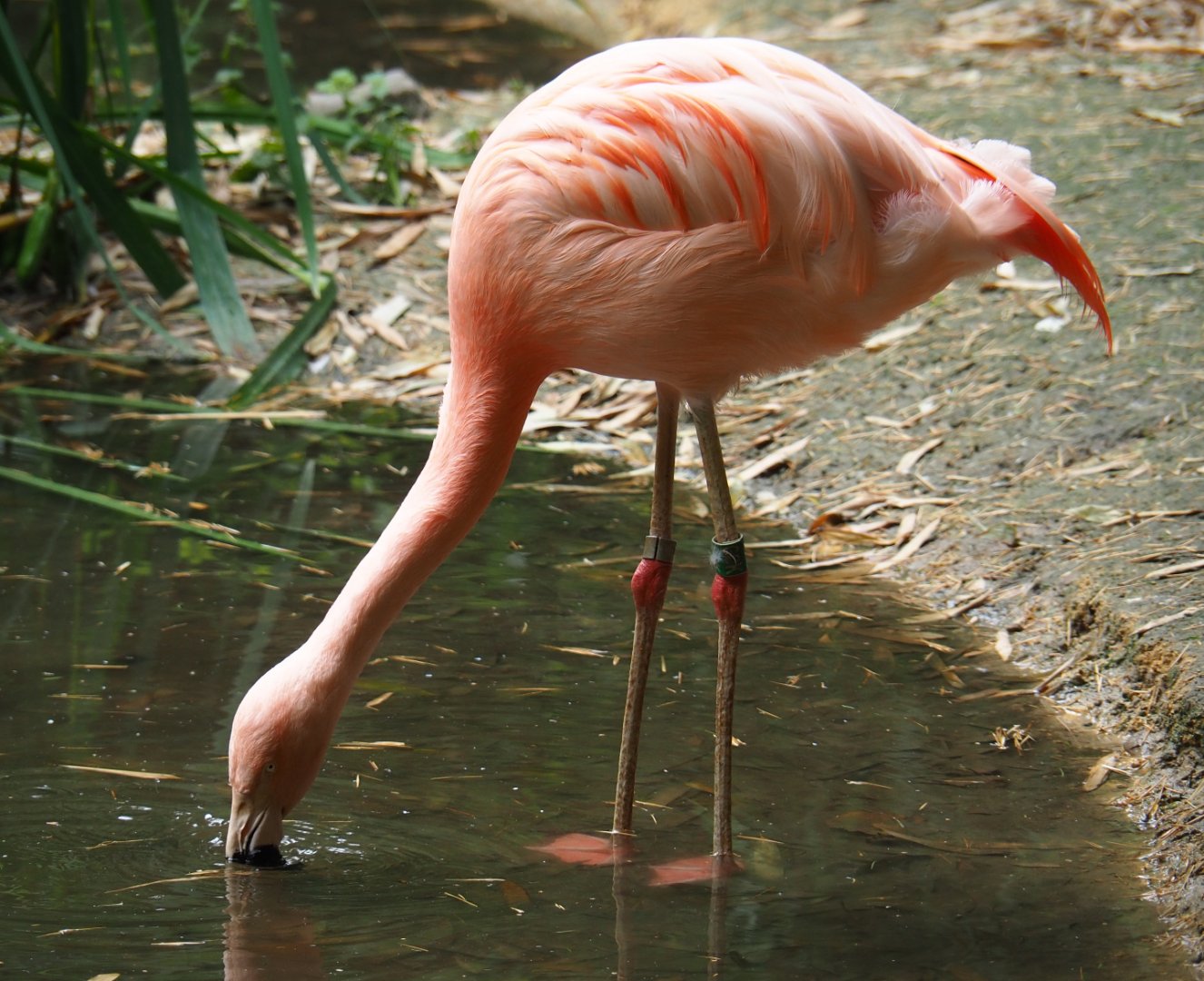 Chilean flamingo (Phoenicopterus chilensis), 2019-08-11