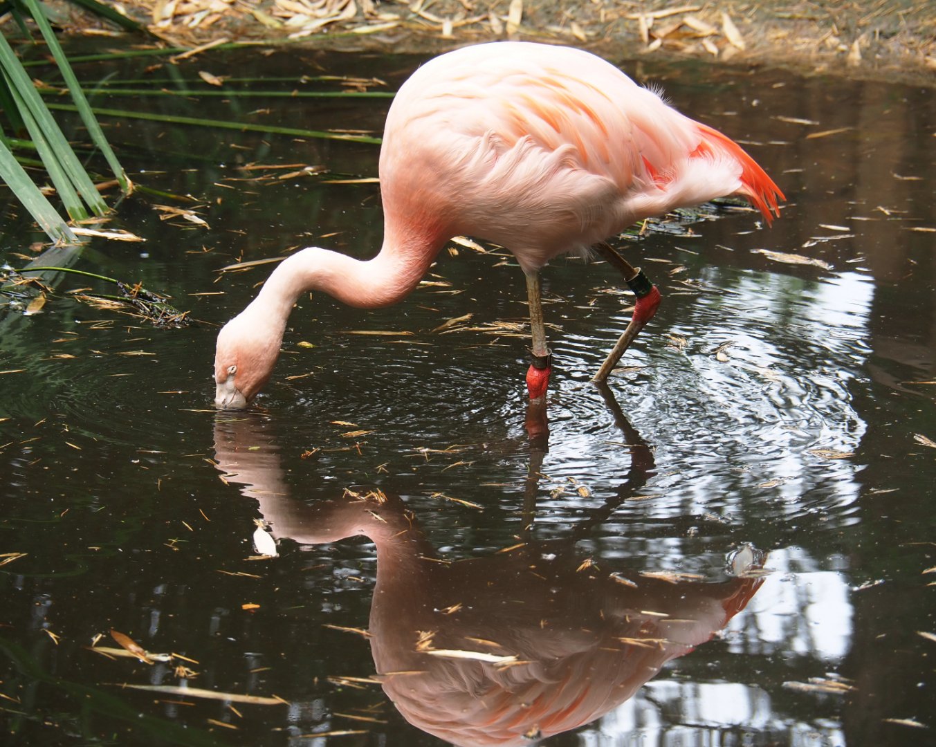 Chilean flamingo (Phoenicopterus chilensis), 2019-08-11