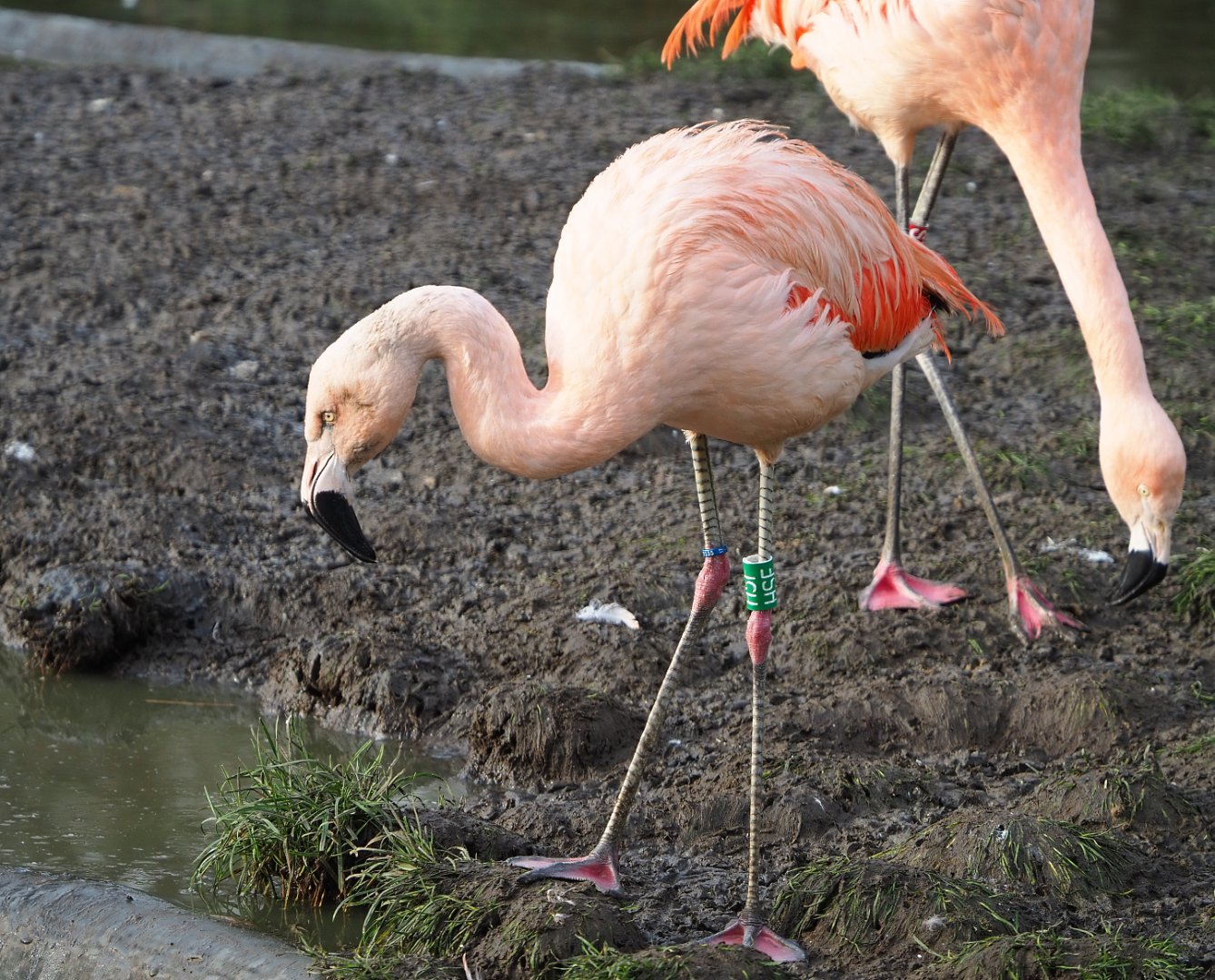 Chilean flamingo (Phoenicopterus chilensis), 2020-01-11