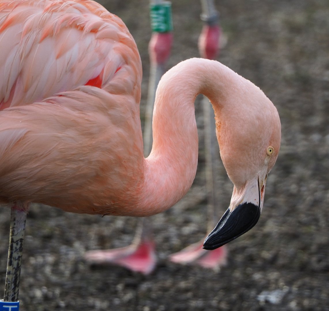 Chilean flamingo (Phoenicopterus chilensis), 2020-01-11