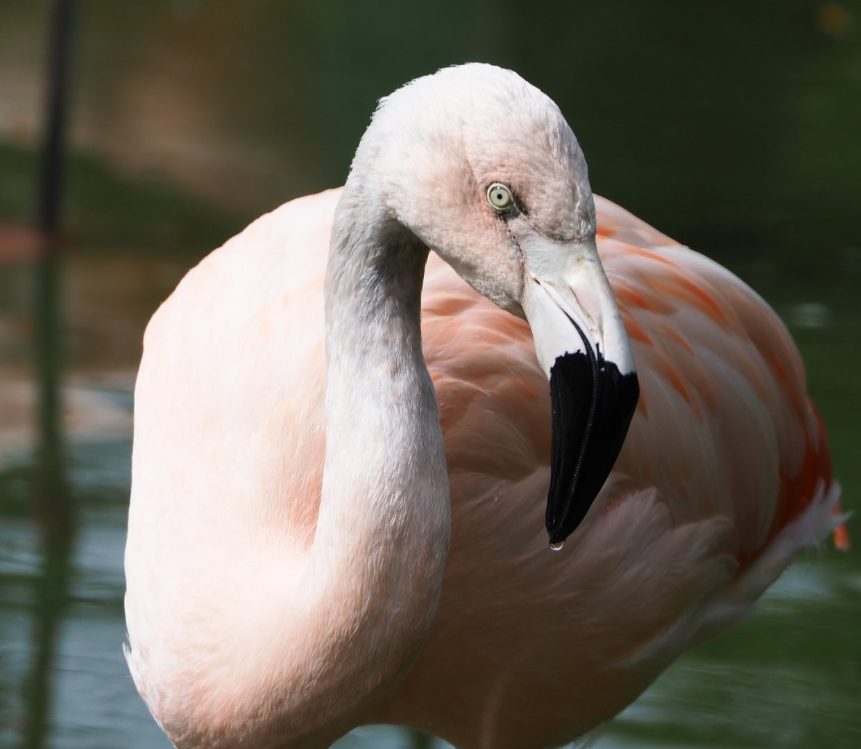 Chilean flamingo (Phoenicopterus chilensis), 2020-05-23