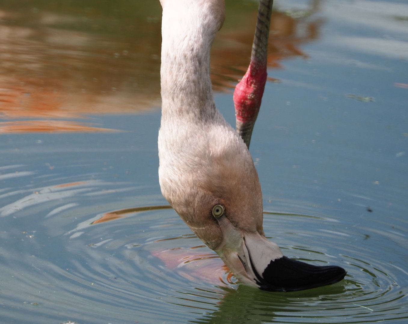 Chilean flamingo (Phoenicopterus chilensis), 2020-05-23