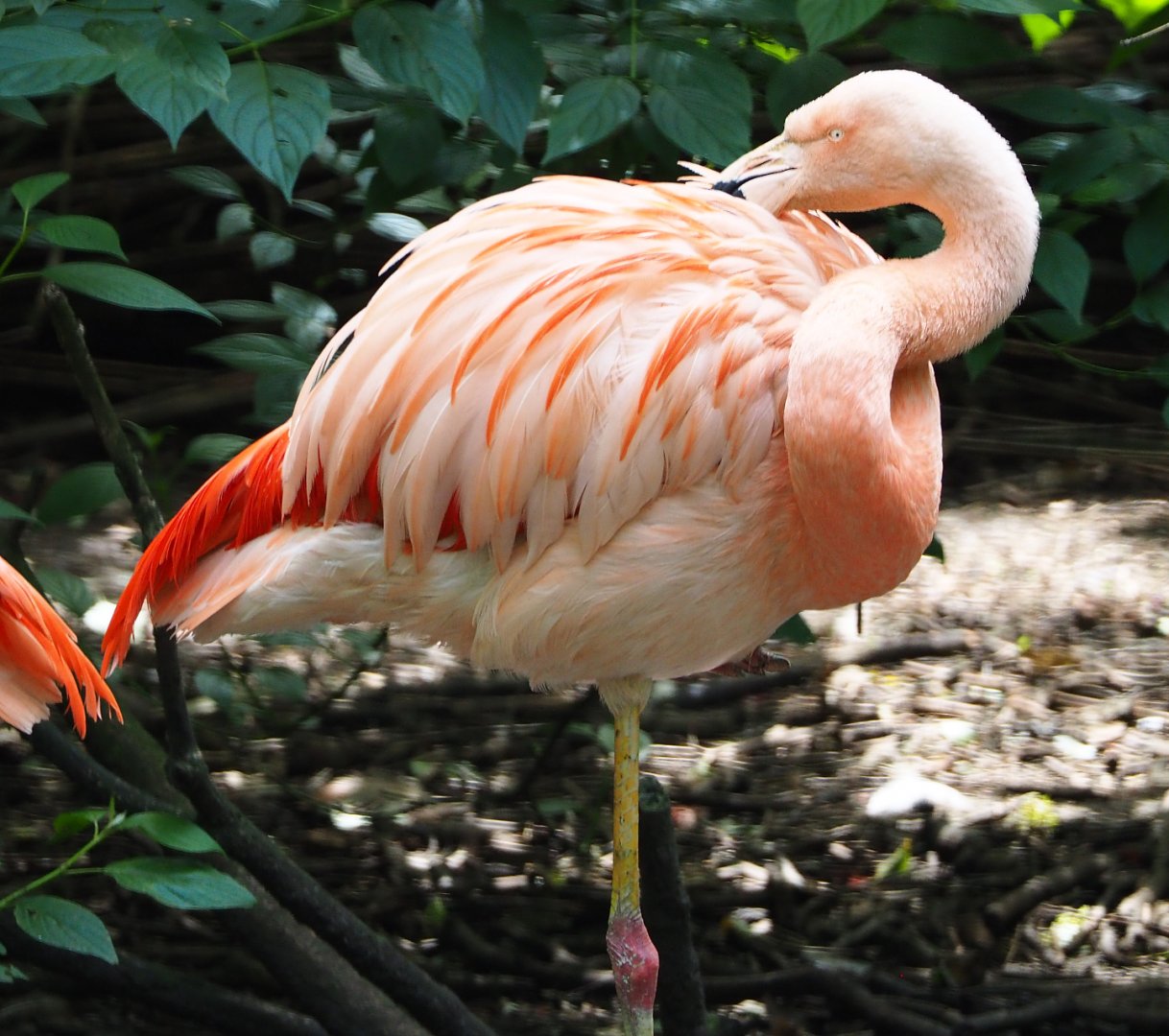 Chilean flamingo (Phoenicopterus chilensis), 2020-06-20
