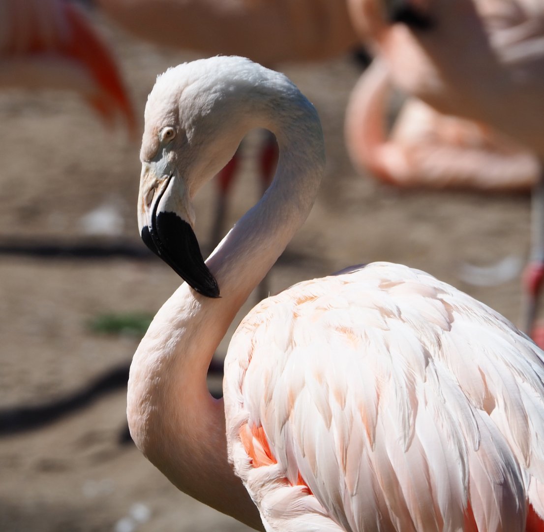 Chilean flamingo (Phoenicopterus chilensis), 2020-07-21