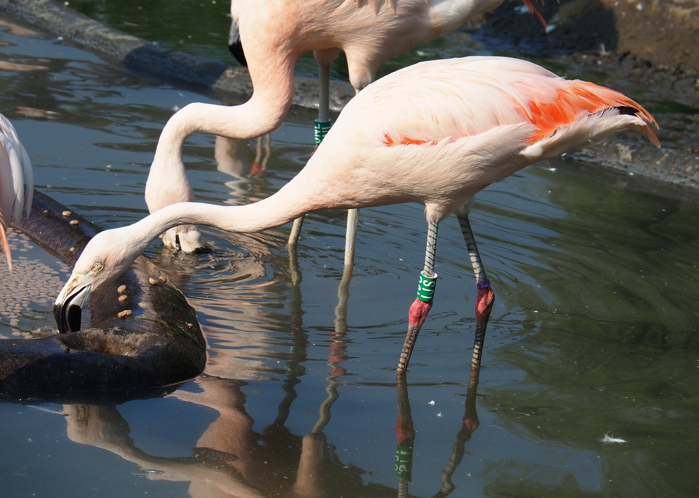 Chilean flamingo (Phoenicopterus chilensis), 2020-09-16