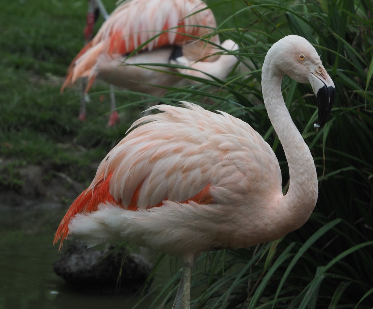 Chilean flamingo (Phoenicopterus chilensis), 2020-10-19