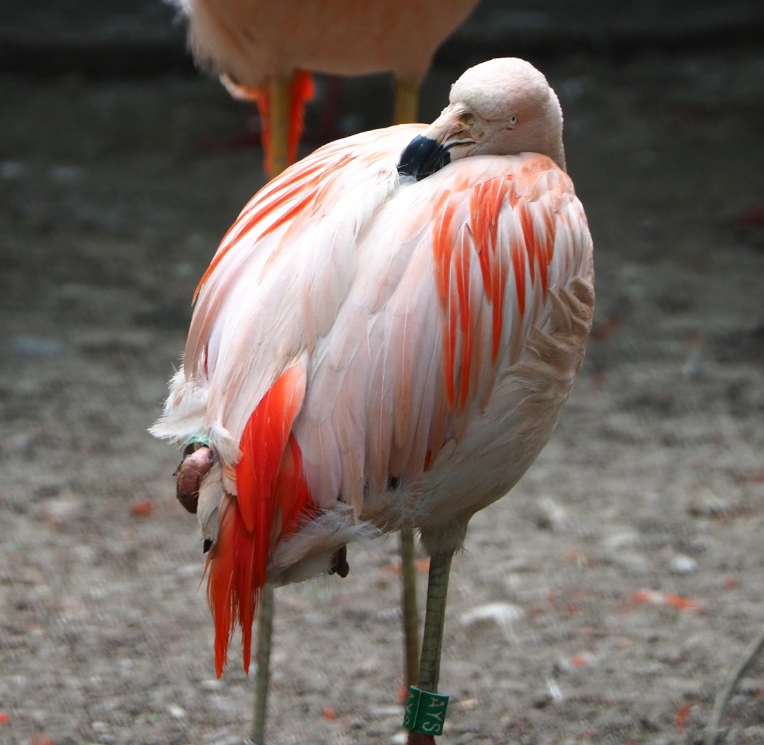 Chilean flamingo (Phoenicopterus chilensis), 2021-06-15