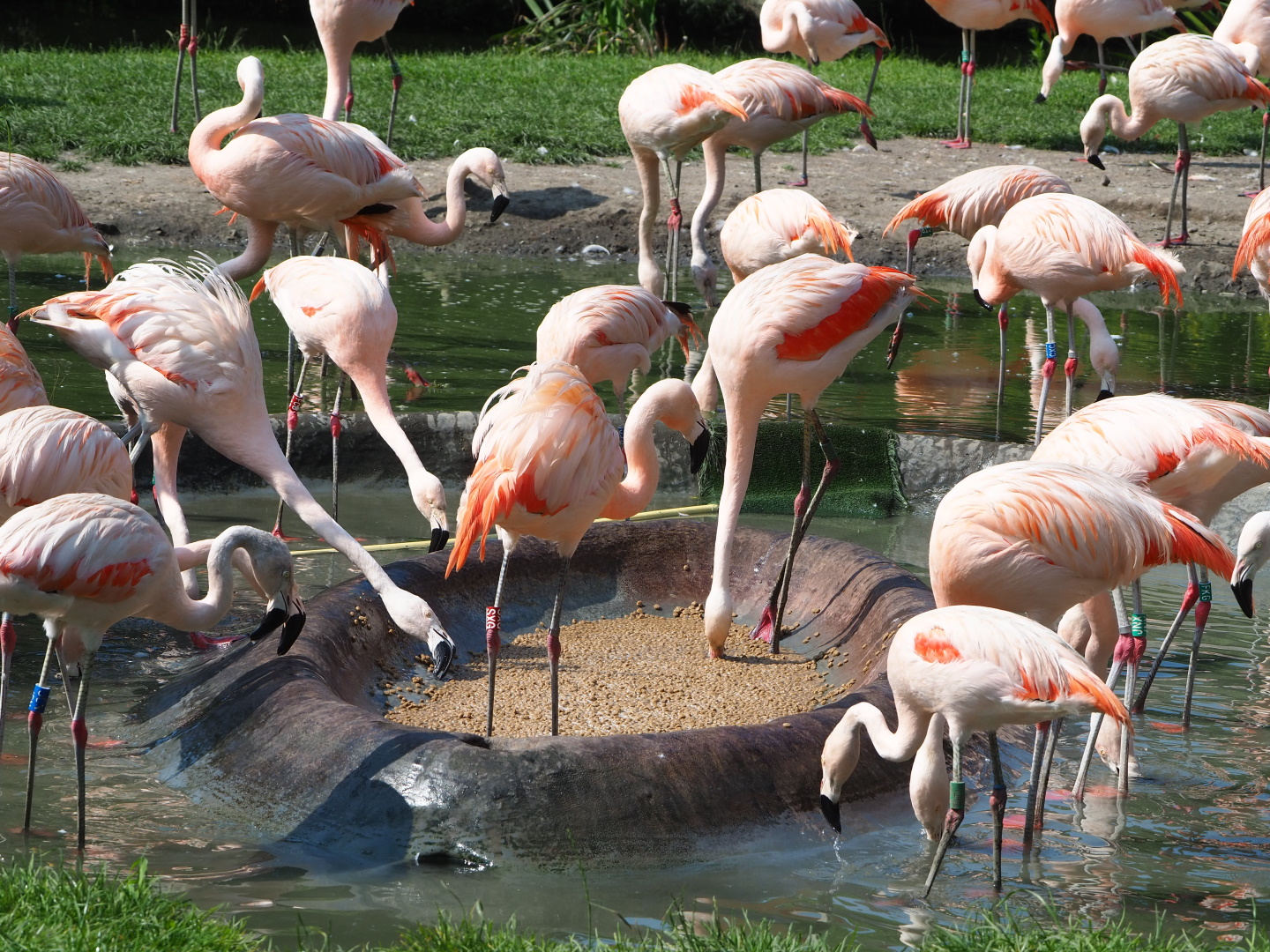 Chilean flamingo (Phoenicopterus chilensis), 2021-07-20
