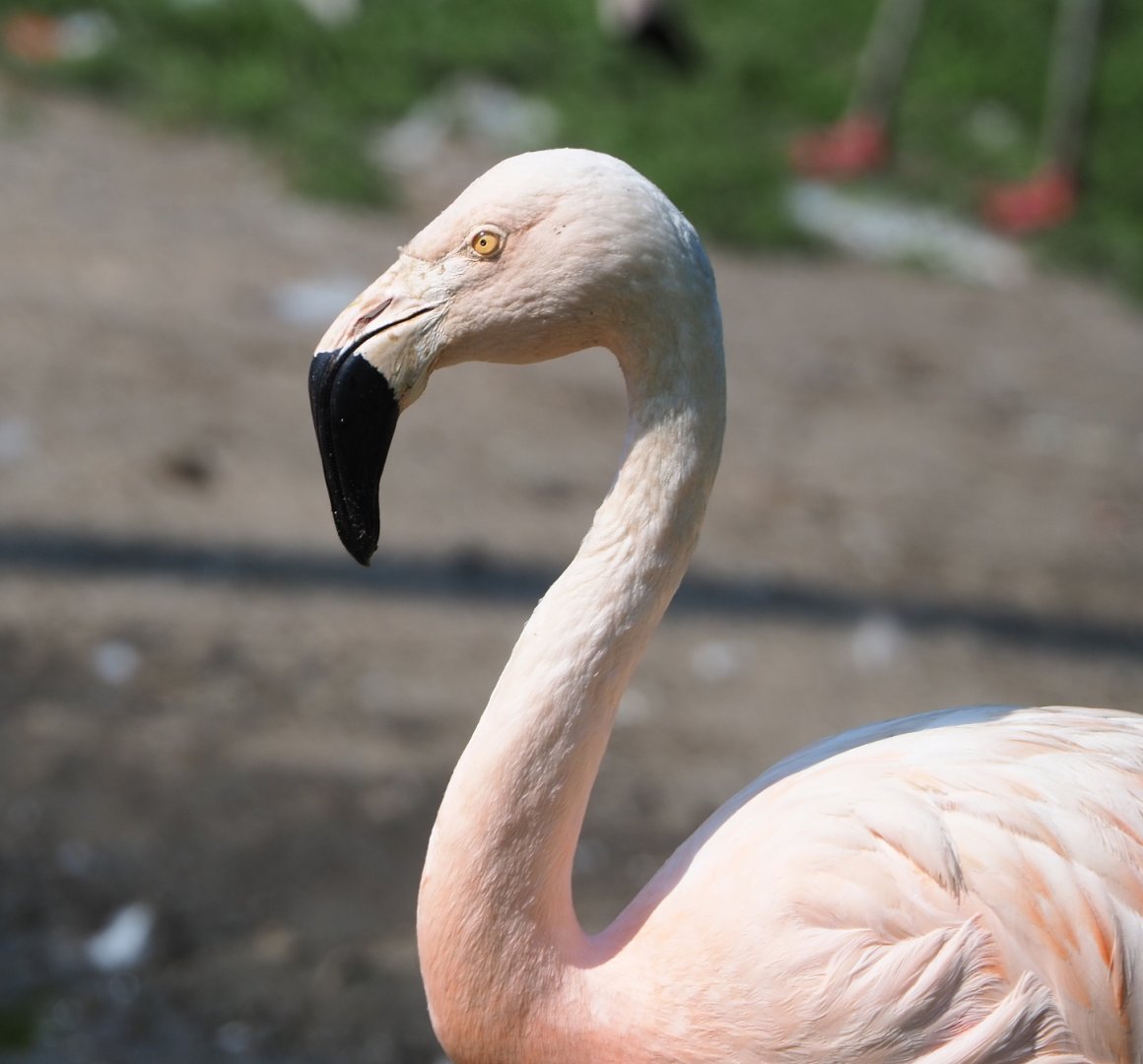 Chilean flamingo (Phoenicopterus chilensis), 2021-07-20