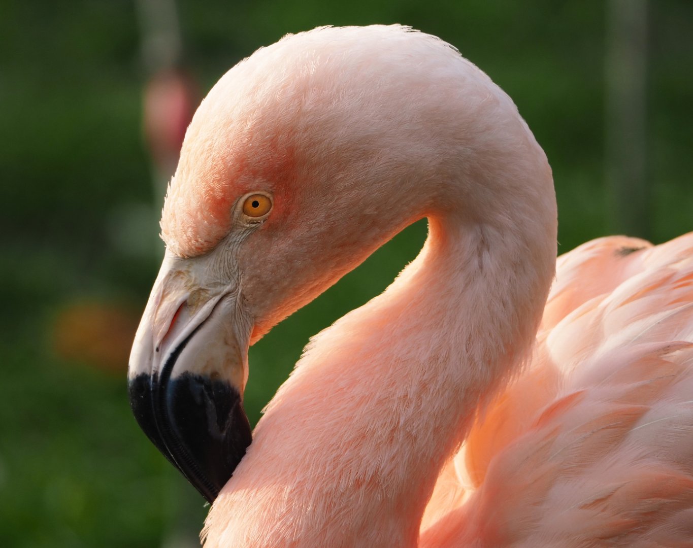 Chilean flamingo (Phoenicopterus chilensis), 2021-11-23