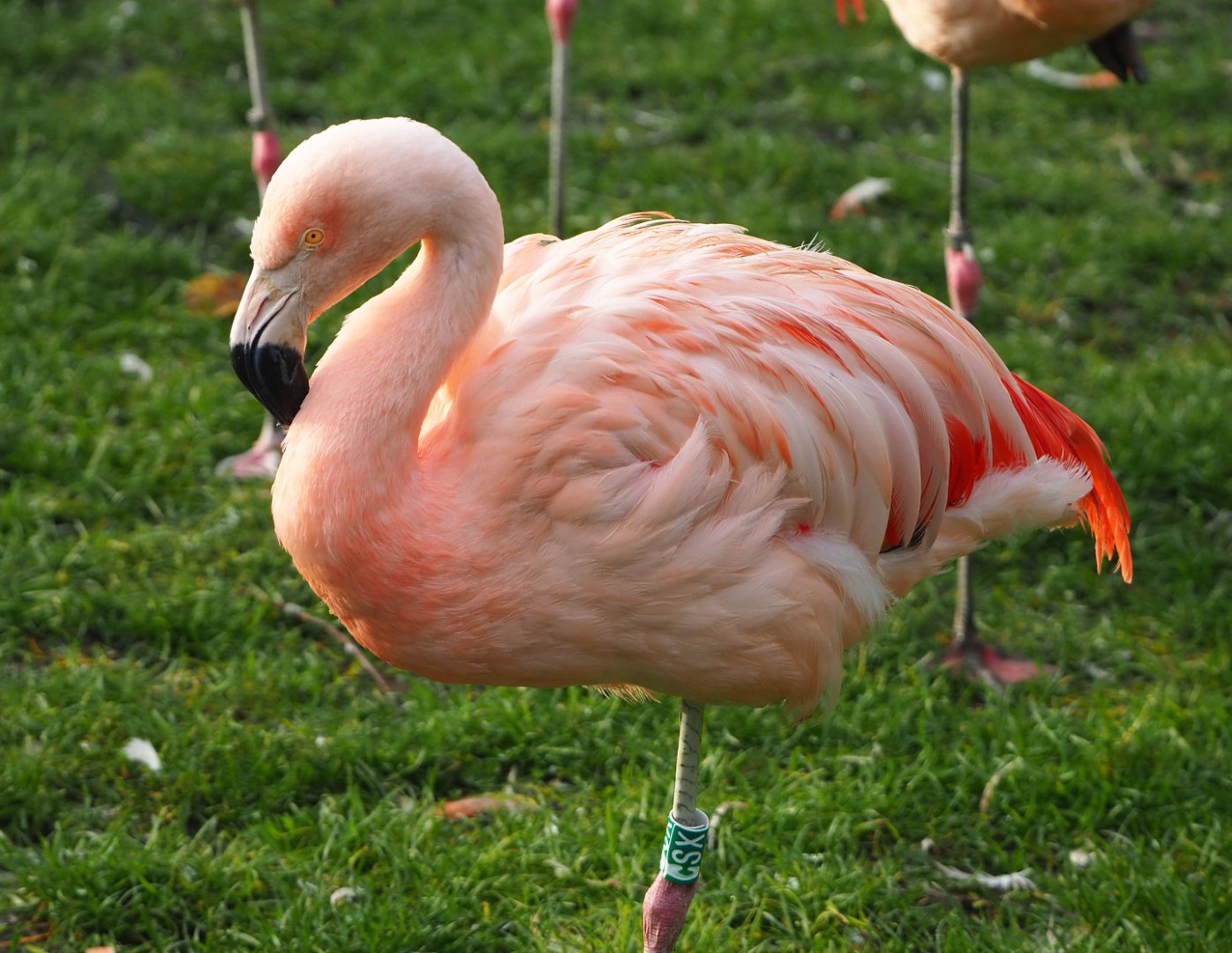 Chilean flamingo (Phoenicopterus chilensis), 2021-11-23