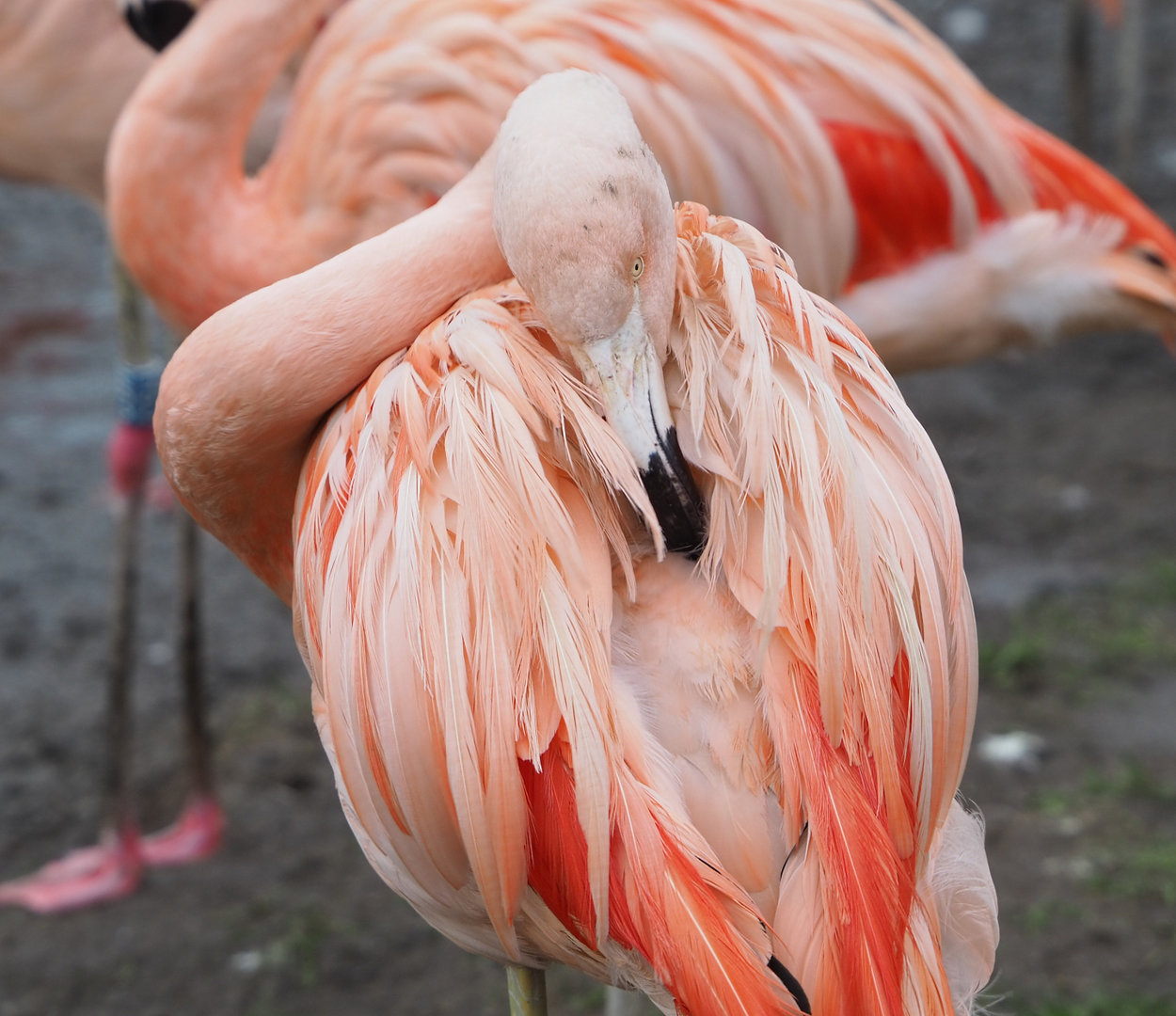 Chilean flamingo (Phoenicopterus chilensis), 2022-01-02