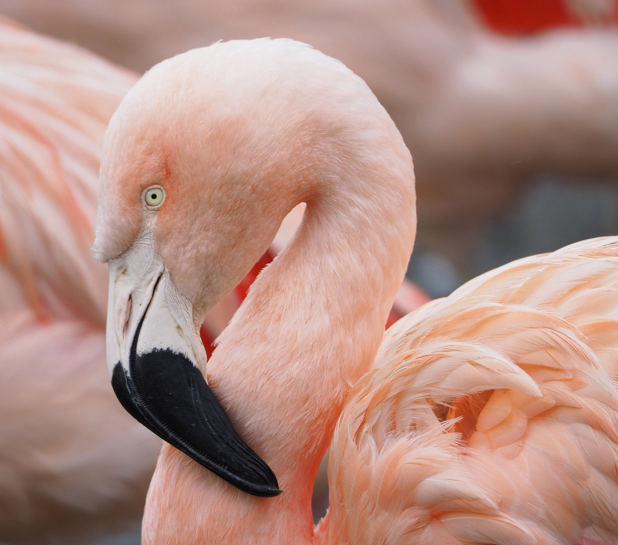Chilean flamingo (Phoenicopterus chilensis), 2022-01-02