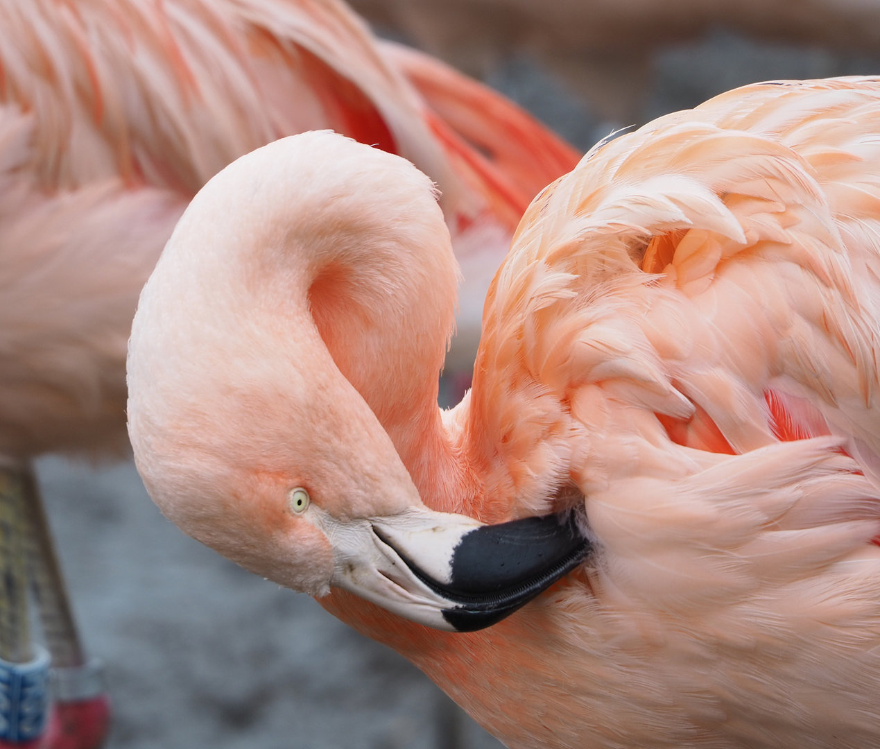 Chilean flamingo (Phoenicopterus chilensis), 2022-01-02