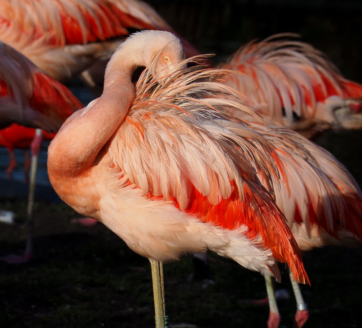Chilean flamingo (Phoenicopterus chilensis), 2022-01-30