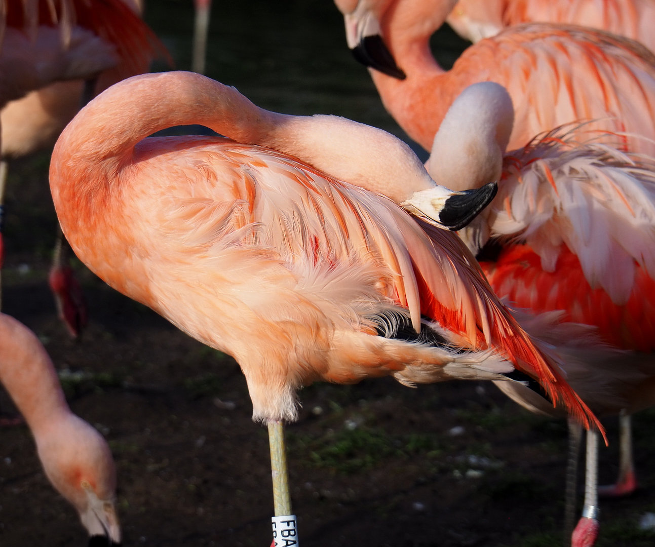 Chilean flamingo (Phoenicopterus chilensis), 2022-01-30