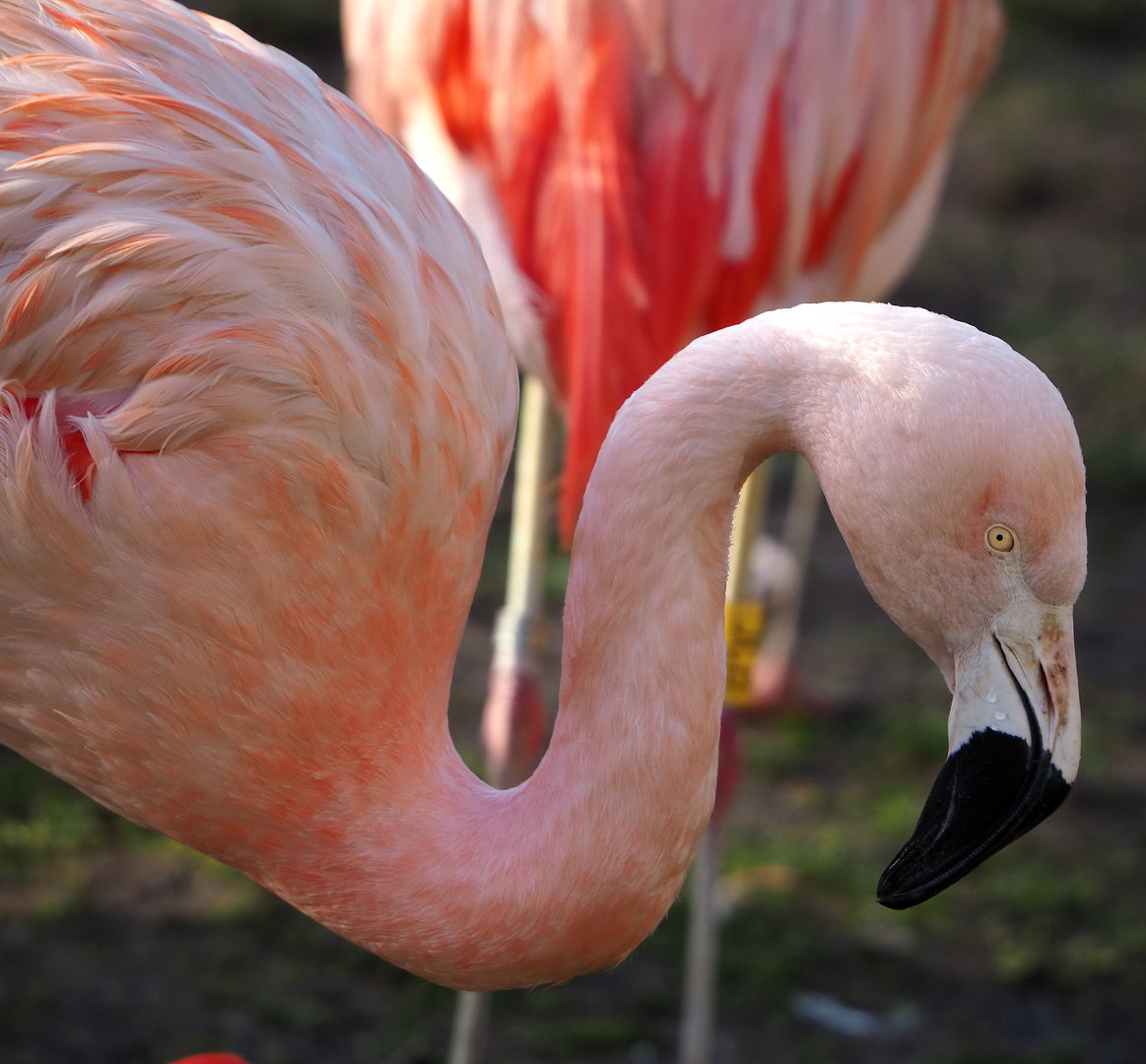 Chilean flamingo (Phoenicopterus chilensis), 2022-01-30