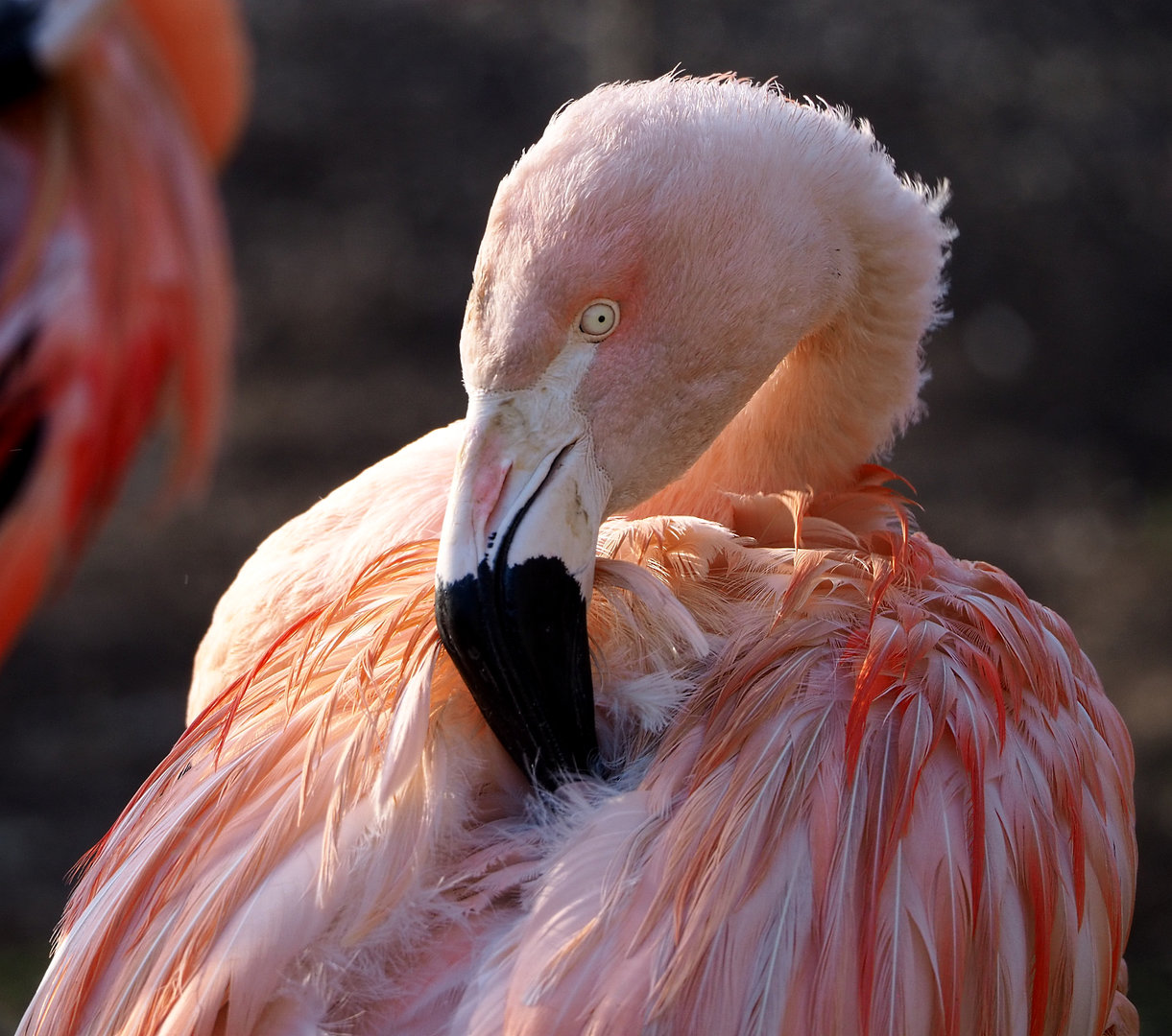 Chilean flamingo (Phoenicopterus chilensis), 2022-01-30