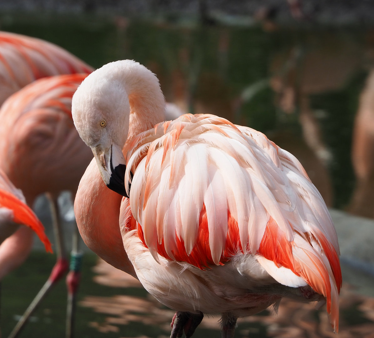 Chilean flamingo (Phoenicopterus chilensis), 2022-04-12