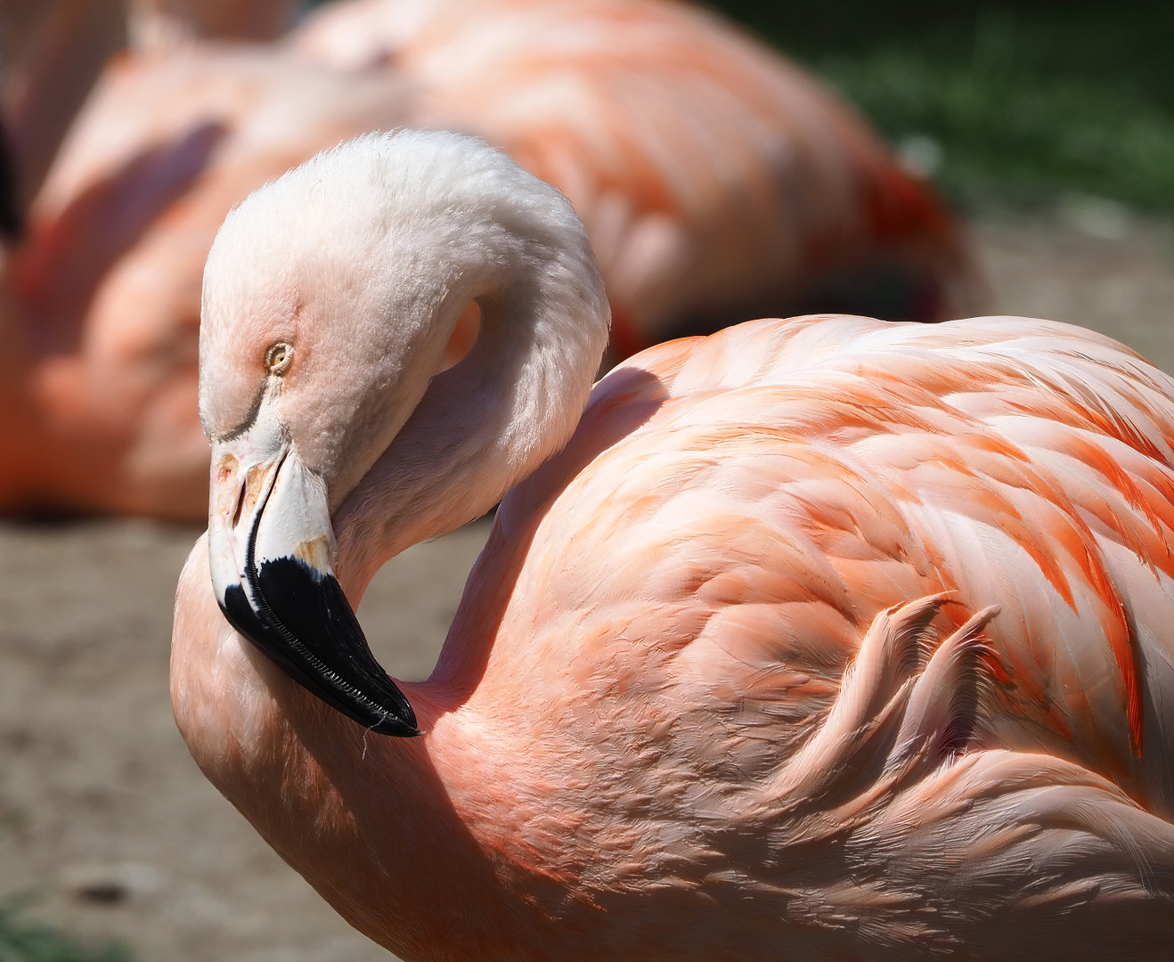 Chilean flamingo (Phoenicopterus chilensis), 2022-06-15