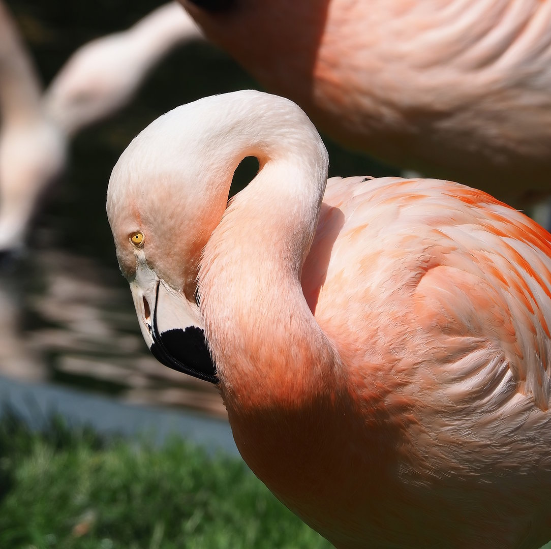 Chilean flamingo (Phoenicopterus chilensis), 2022-07-03