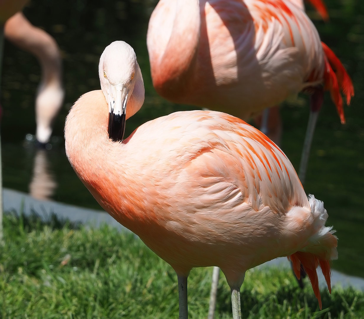 Chilean flamingo (Phoenicopterus chilensis), 2022-07-03