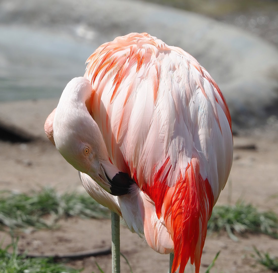 Chilean flamingo (Phoenicopterus chilensis), 2022-07-03