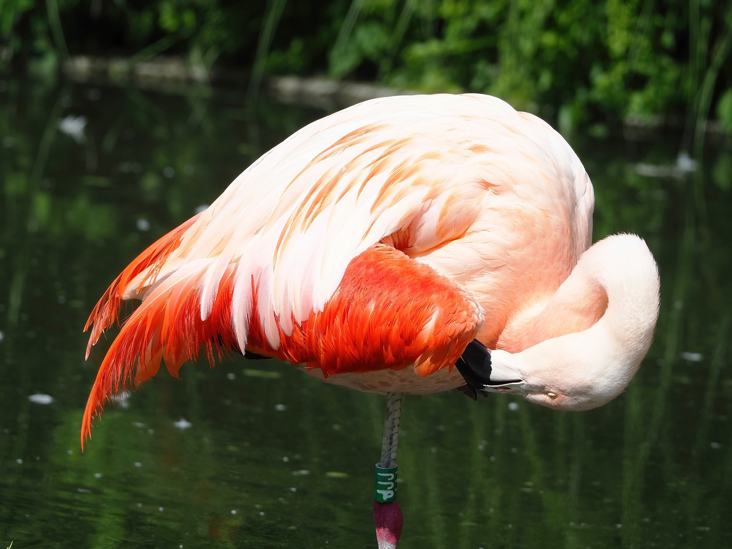 Chilean flamingo (Phoenicopterus chilensis), 2022-07-16