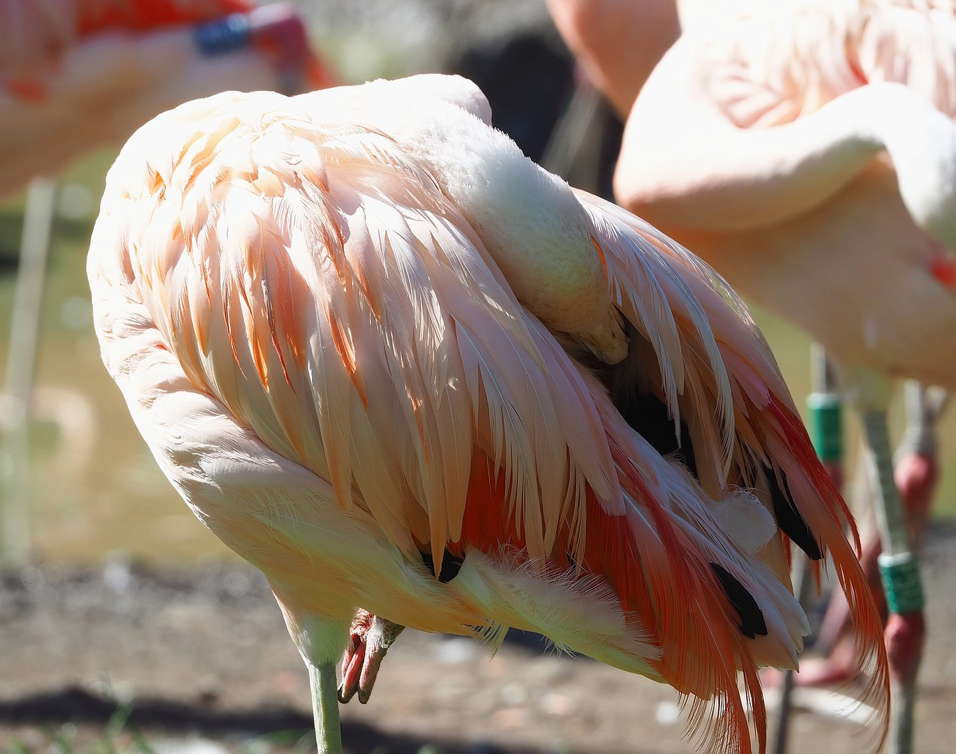Chilean flamingo (Phoenicopterus chilensis), 2022-09-12
